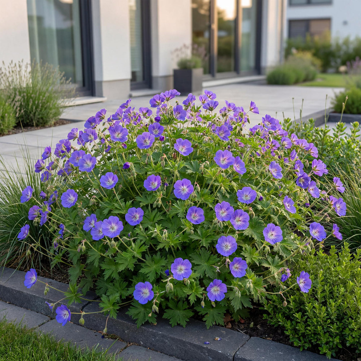 Ooievaarsbek 'Rozanne', met blauwe bloemen, groeiwijze van de plant