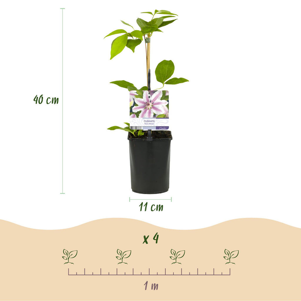 Productafbeelding van Pureplant