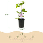 Productafbeelding van Pureplant