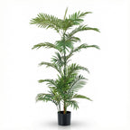 Palm Phoenix, groeiwijze van de plant