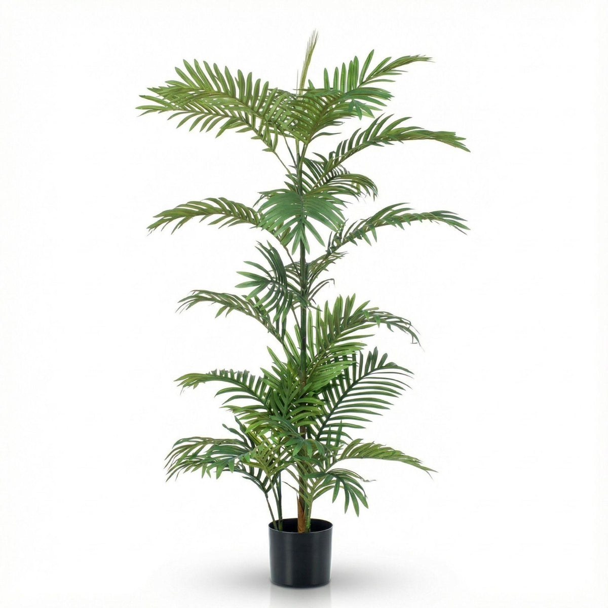 Palm Phoenix, groeiwijze van de plant