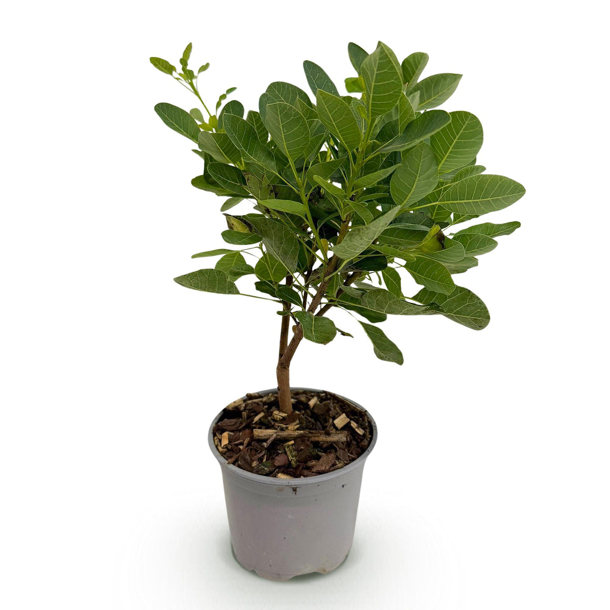 Cotinus coggyria Young Lady, kenmerkend blad