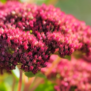 Sedum &