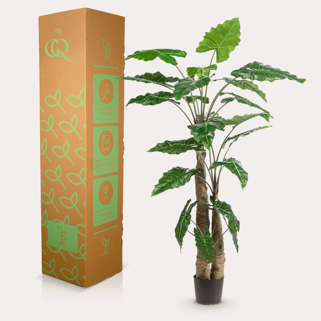 Kunstplant Alocasia, olifantsoor met pijlvormig blad, 180 cm, groeiwijze van de plant