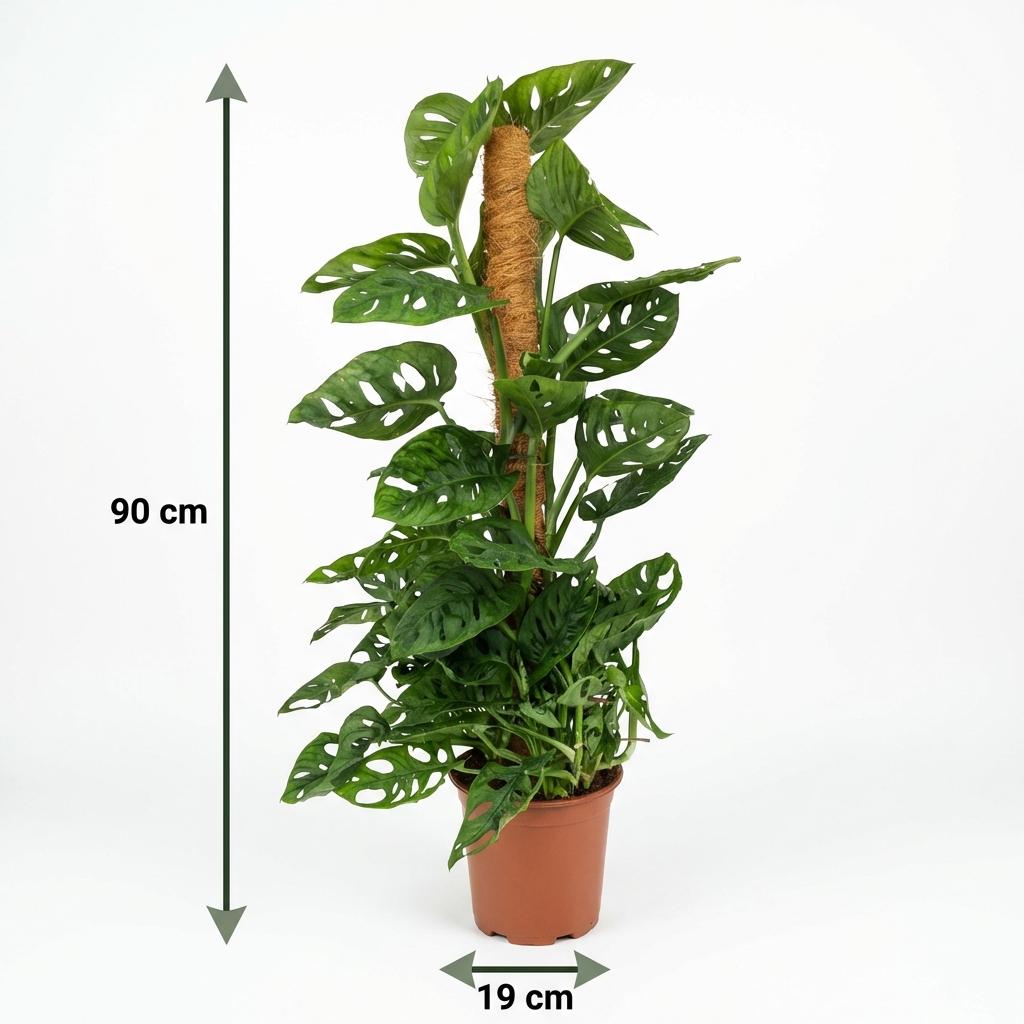 Monkey Mask, gezonde plant