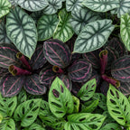 Baby Jungle Mix met drie tropische kamerplanten en Copper Reef