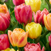 Tulp Symbiosa mix bloembollen