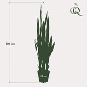 Kunstplant - Sanseveria Trifasciata - Vrouwentong