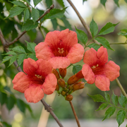 Campsis radicans - trompetklimmer - set van 2 - Ø9 cm