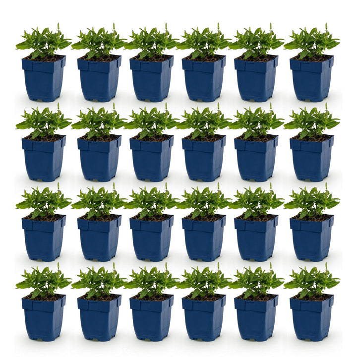 Salie nem. Sense Deepl Blue, 24x met paarse bloemen