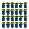 Salie nem. Sense Deepl Blue, 24x met paarse bloemen