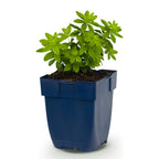 Galium odoratum - Walstro - Bodembedekkend - Wit, detail van het blad