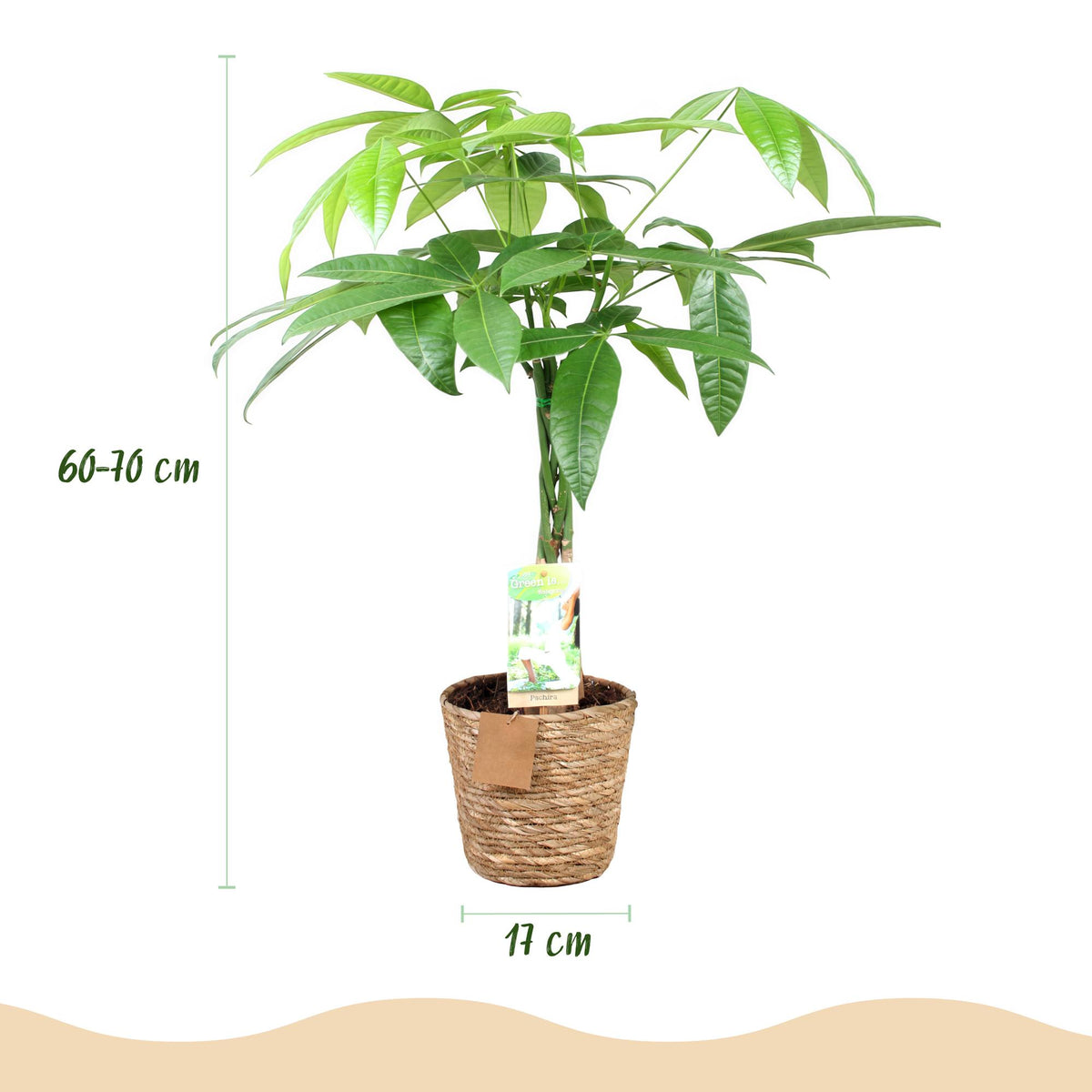 Pachira Aquatica gevlochten stam met mand, 60-70 cm hoog, groene bladeren