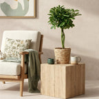 Schefflera Nora, plant in pot