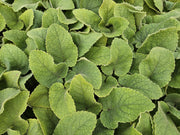 Phlomis russeliana