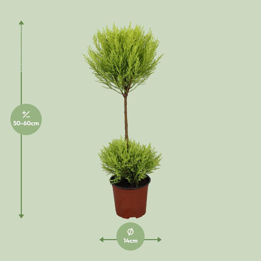 Detailfoto van Cupressus Goldcrest Wilma
