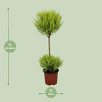 Detailfoto van Cupressus Goldcrest Wilma