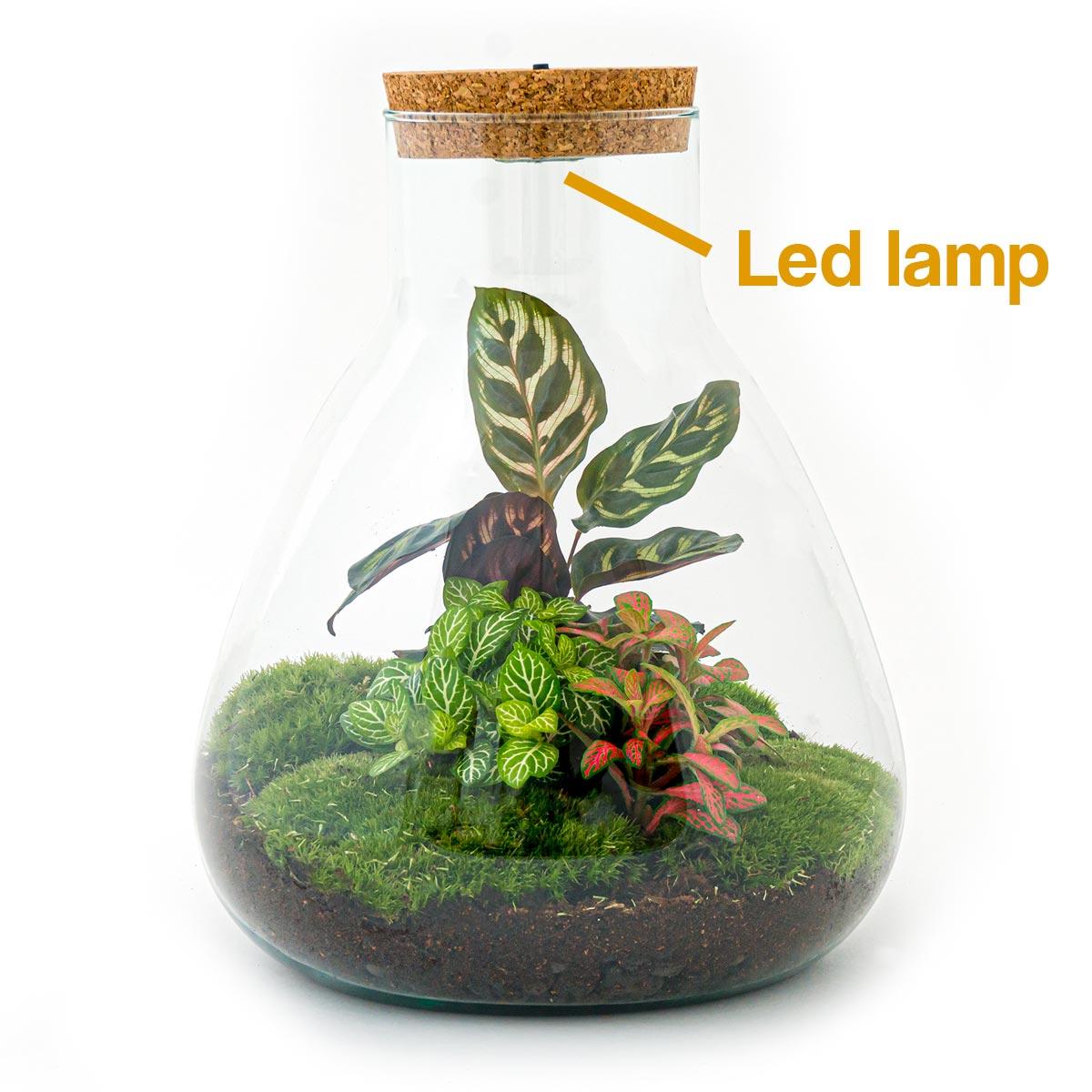 Productafbeelding van Pureplant