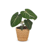 Philodendron Gloriosum - Glorie Philodendron - met Mand, kenmerkend blad