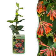 Lonicera x brownii &