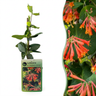 Lonicera x brownii 'Dropmore Scarlet' - rode kamperfoelie