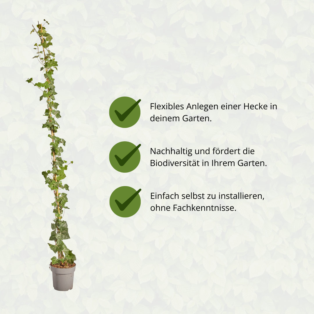 Hedera hibernica, gestokte klimop, 150-175 cm, groeiwijze van de plant