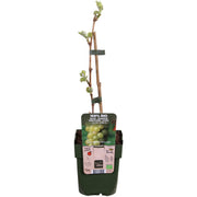 Vitis vinifera &