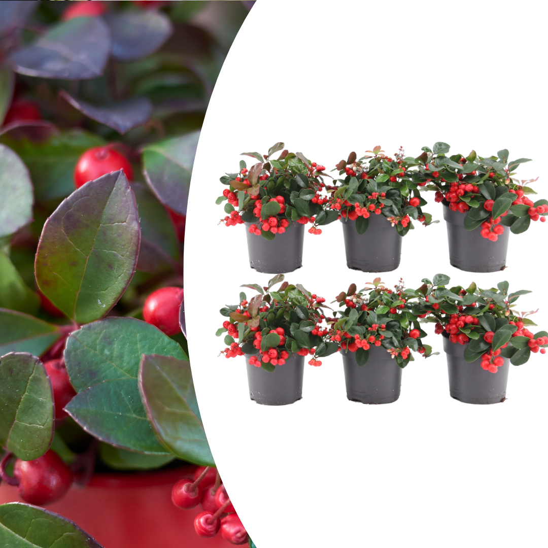 6x Gaultheria procumbens 'Big Berry' | 15, plant in pot