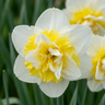 Dubbele narcis 'Ice King' bloembollen, wit en geel