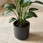 Elho b.for soft bloempot, antraciet, mat fluweelzacht, 22 cm, gezonde plant