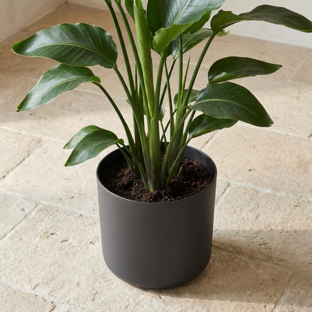 Elho b.for soft bloempot, antraciet, mat fluweelzacht, 22 cm, gezonde plant