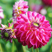Dahlia mix Outdoor Happiness, foto 3