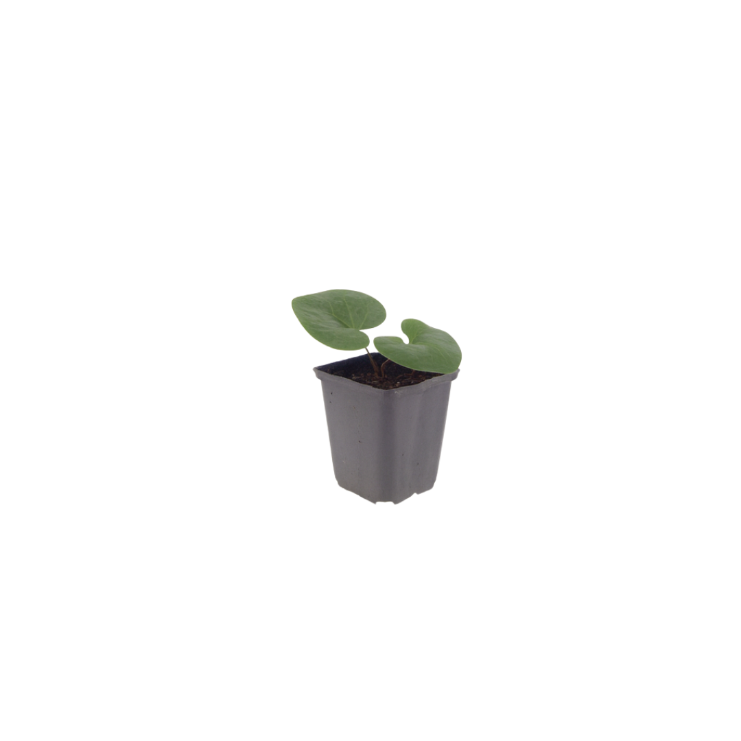 Asarum europaeum, kenmerkend blad