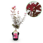 Japanse esdoorn Acer palmatum Skeetsers Broom, kenmerkend blad