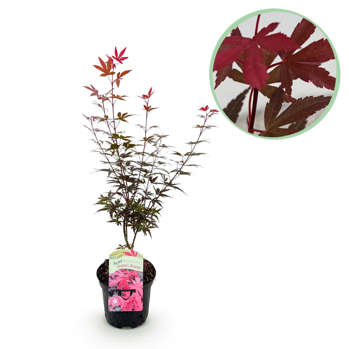 Japanse esdoorn Acer palmatum Skeetsers Broom, kenmerkend blad
