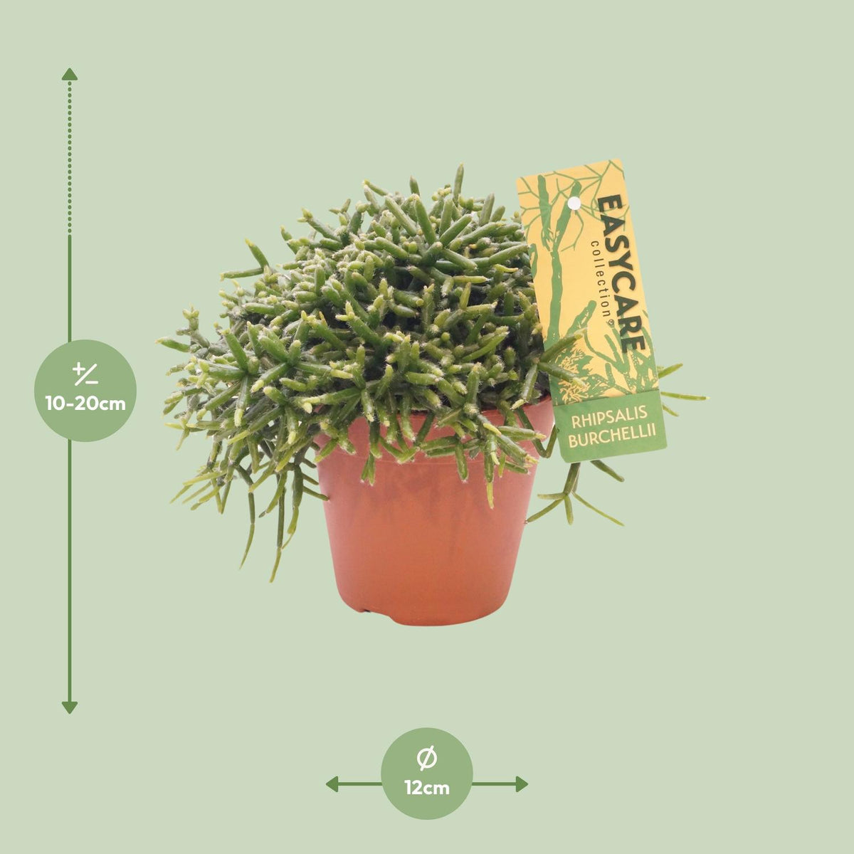 Detailfoto van Rhipsalis Burchellii