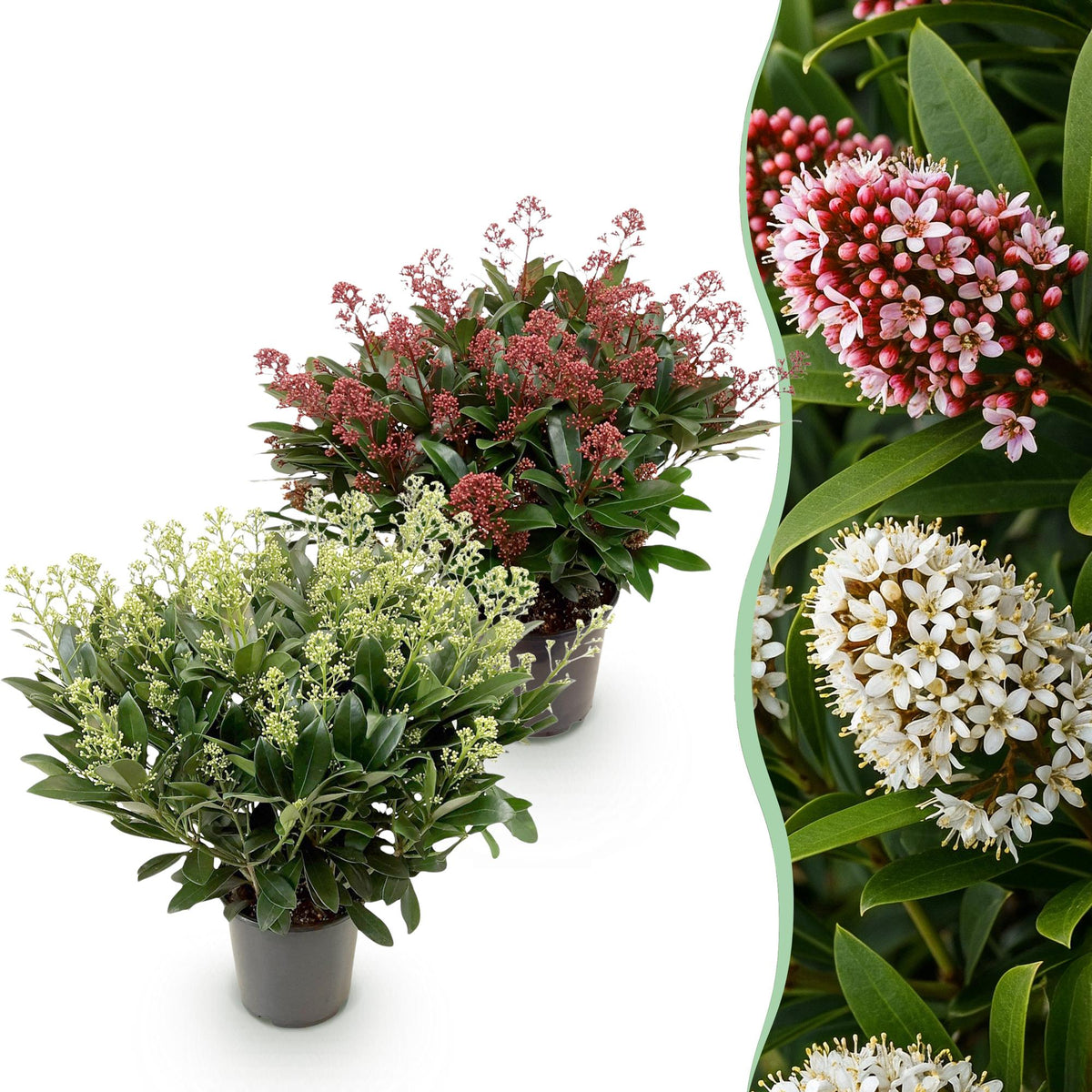 Skimmia japonica Duo, detail van het blad