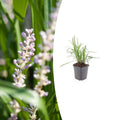 Liriope muscari 'Monroe White', plant in pot
