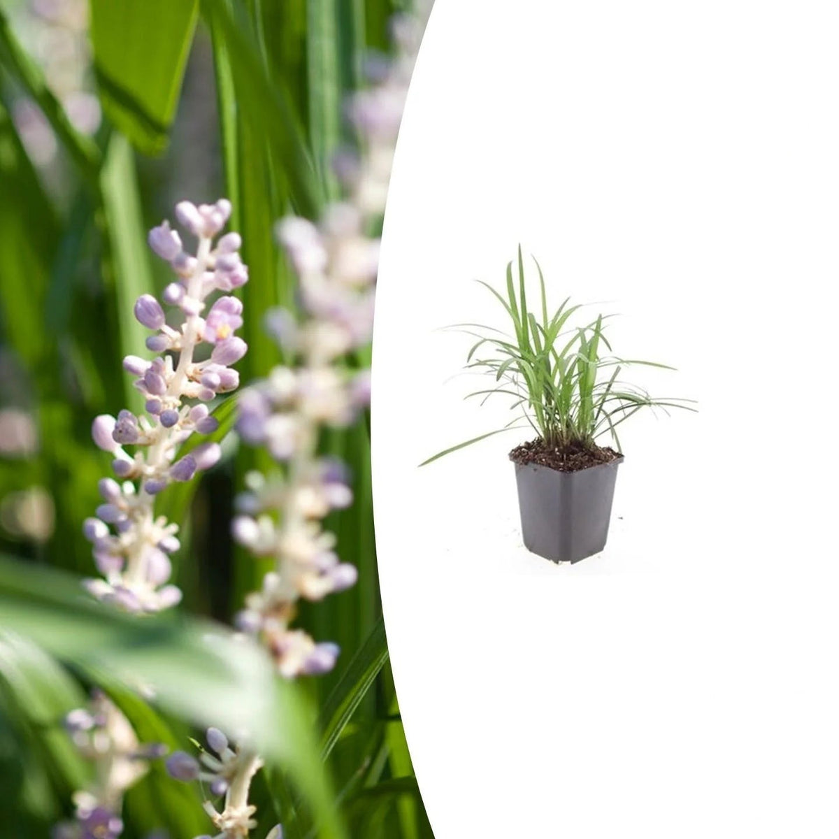 Liriope muscari 'Monroe White', plant in pot