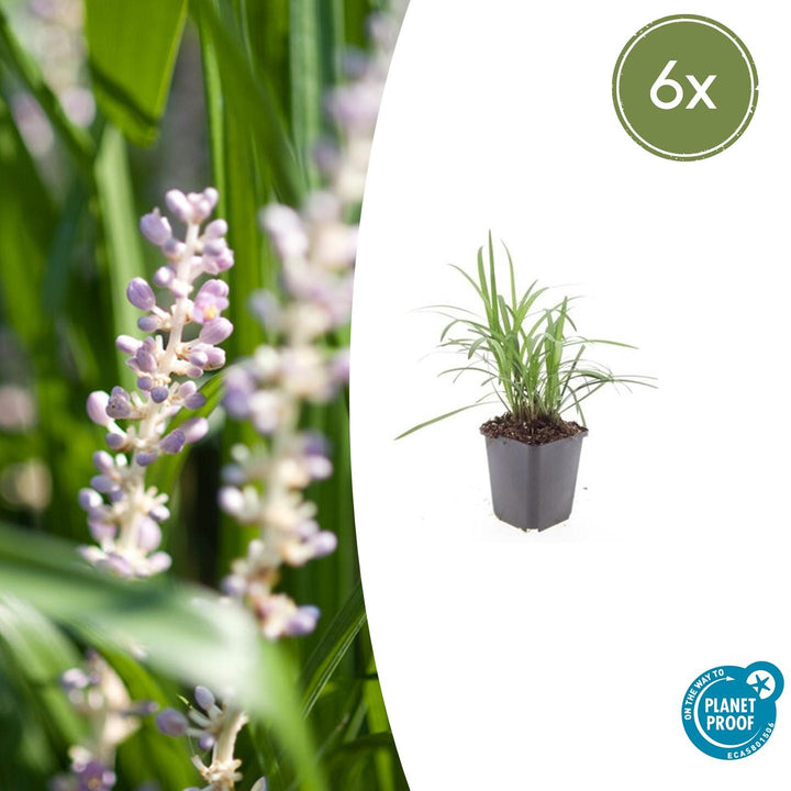 Liriope muscari &