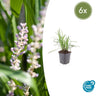 Liriope muscari 'Monroe White'