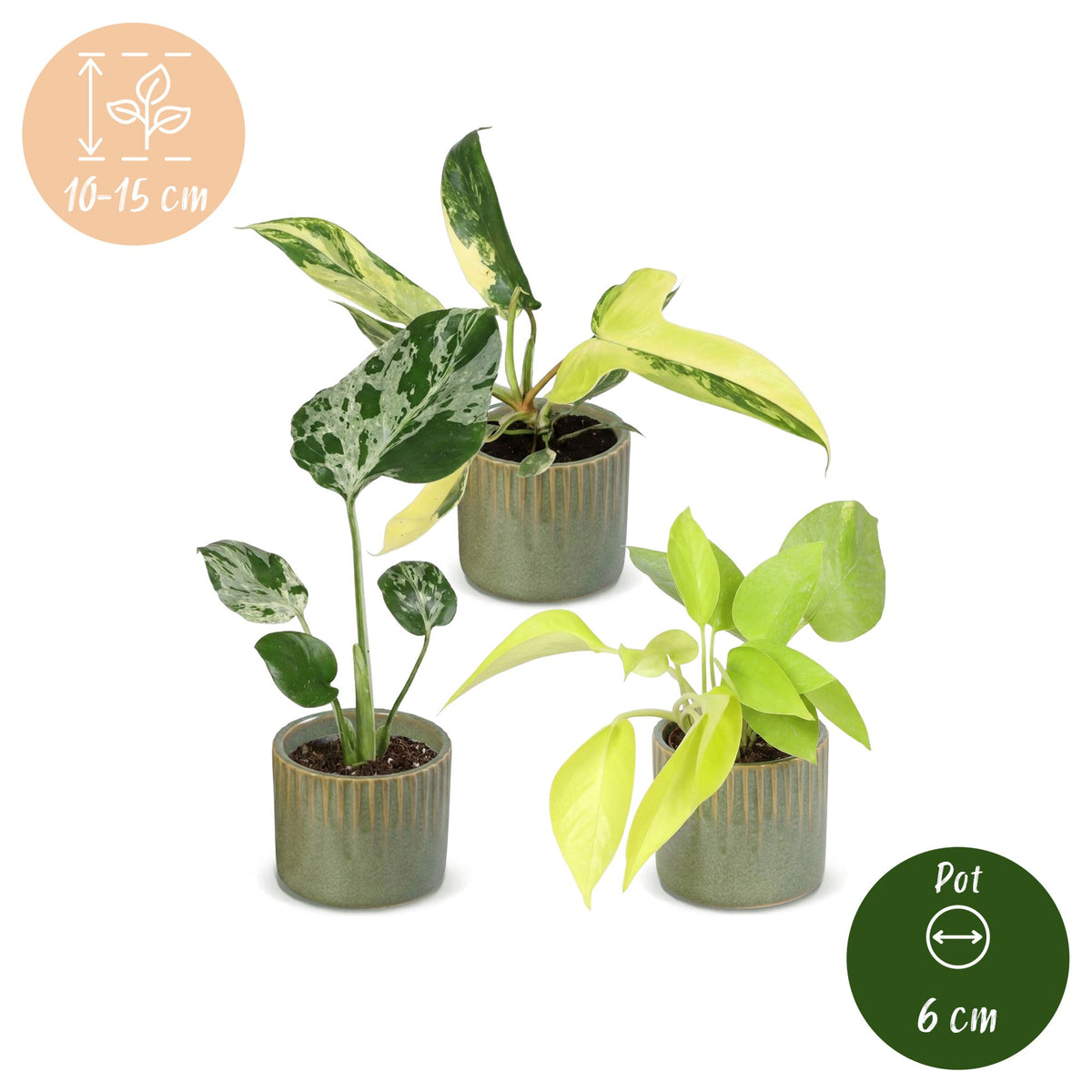 3x Baby Tropical Mix met Linnea Olive