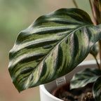 Pauwenplant (Calathea Makoyana) met witte pot, groene bladeren