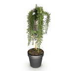 Rosmarinus officinalis Prostratus, kenmerkend blad