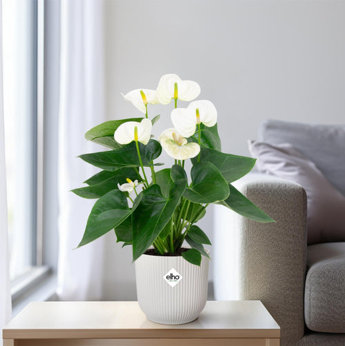 Productfoto van Anthurium White
