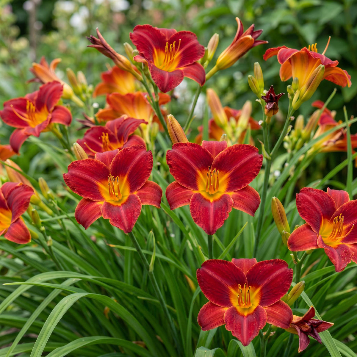 Daglelie Autumn Red, 12x met rode bloemen, sterke plant