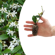 Sterjasmijn Trachelospermum jasminoides, geurig, 6 pluggen