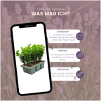 Buxus NewGen Freedom, groenblijvend, 2 sets van 6, 12 stuks, geschikte tuinplant
