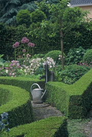 Buxus Sempervirens, 10-25 cm hoog