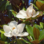 Magnolia grandiflora, kenmerkend blad